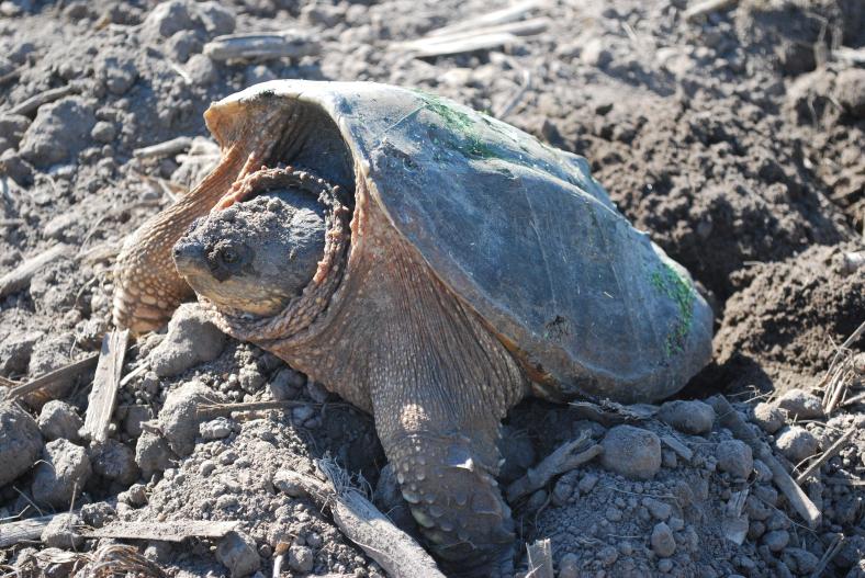 Snapping Turtle Laying Eggs