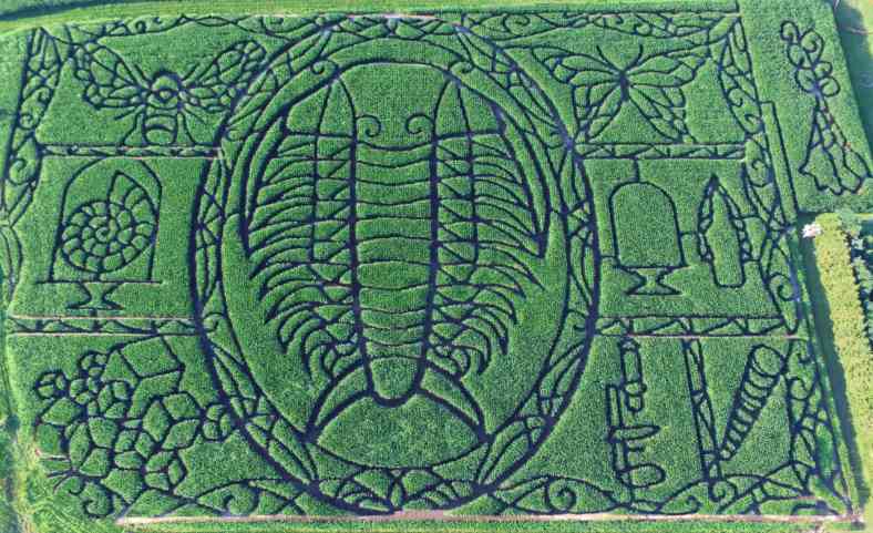 Giant trilobite crashes Wisconsin corn field
